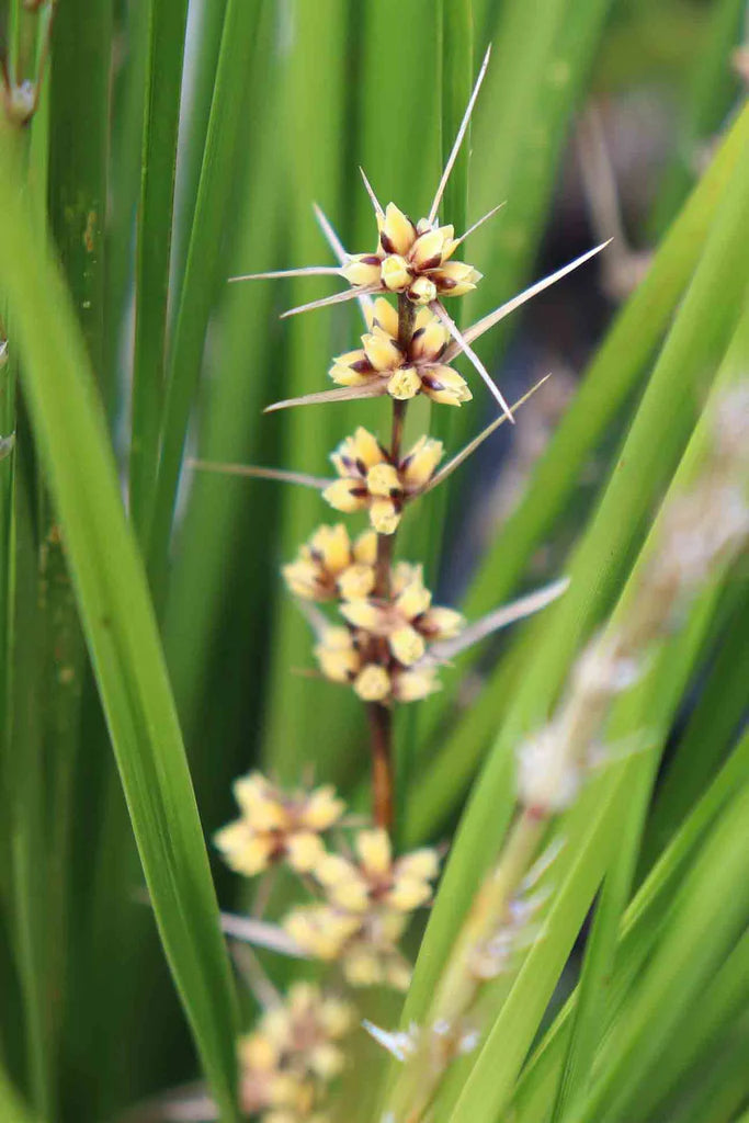 Lomandra longifolia (LM300) TANIKA® Classic (Tanika Lomandra)