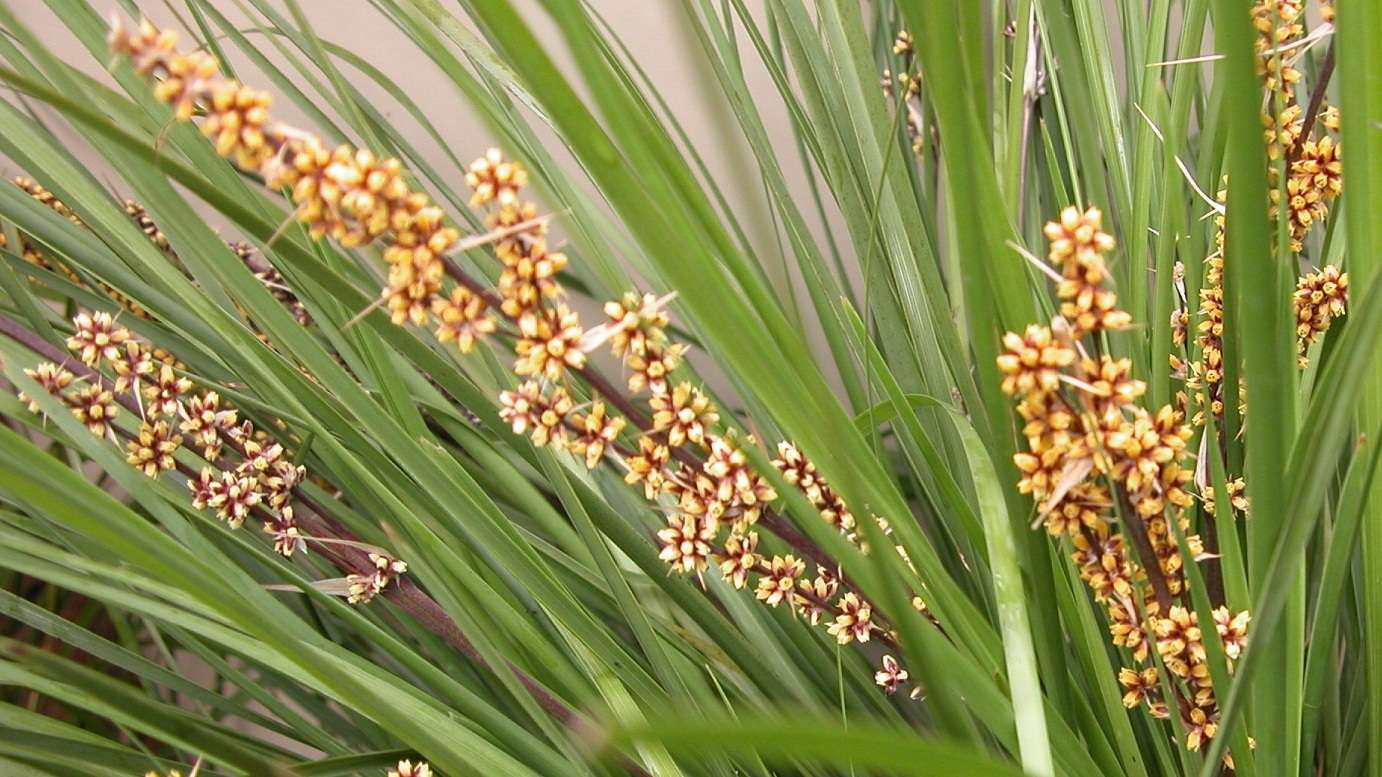 Lomandra longifolia (LM300) TANIKA® Classic (Tanika Lomandra)