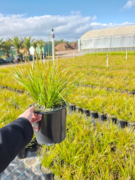 Lomandra longifolia (LM300) TANIKA® Classic (Tanika Lomandra)