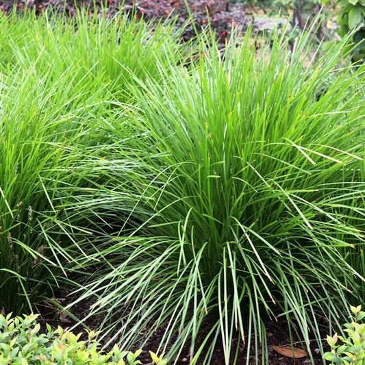 Lomandra longifolia (LM300) TANIKA® Classic (Tanika Lomandra)