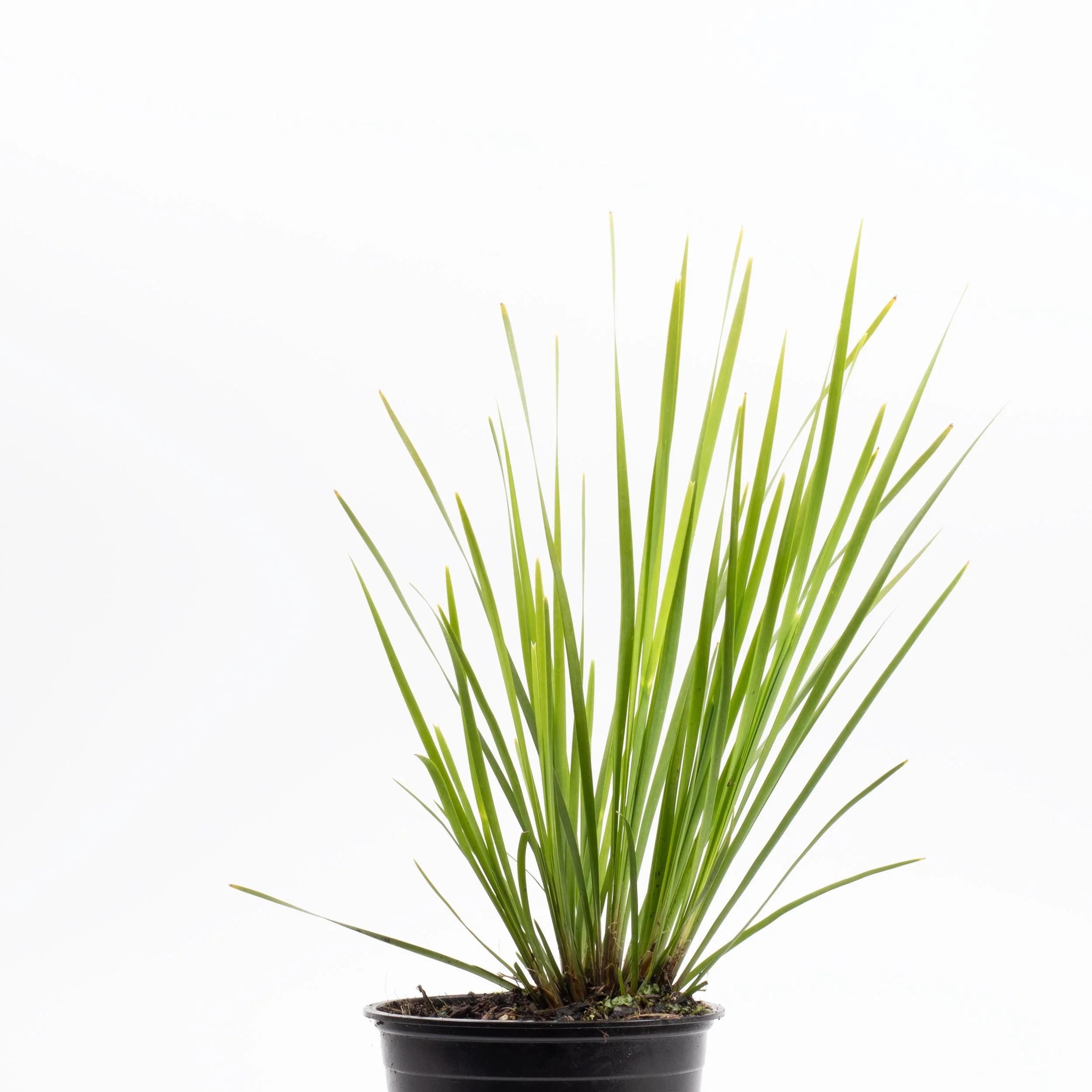 Lomandra Longifolia ‘LM400’ NYALLA® (Nyalla Mat Rush)