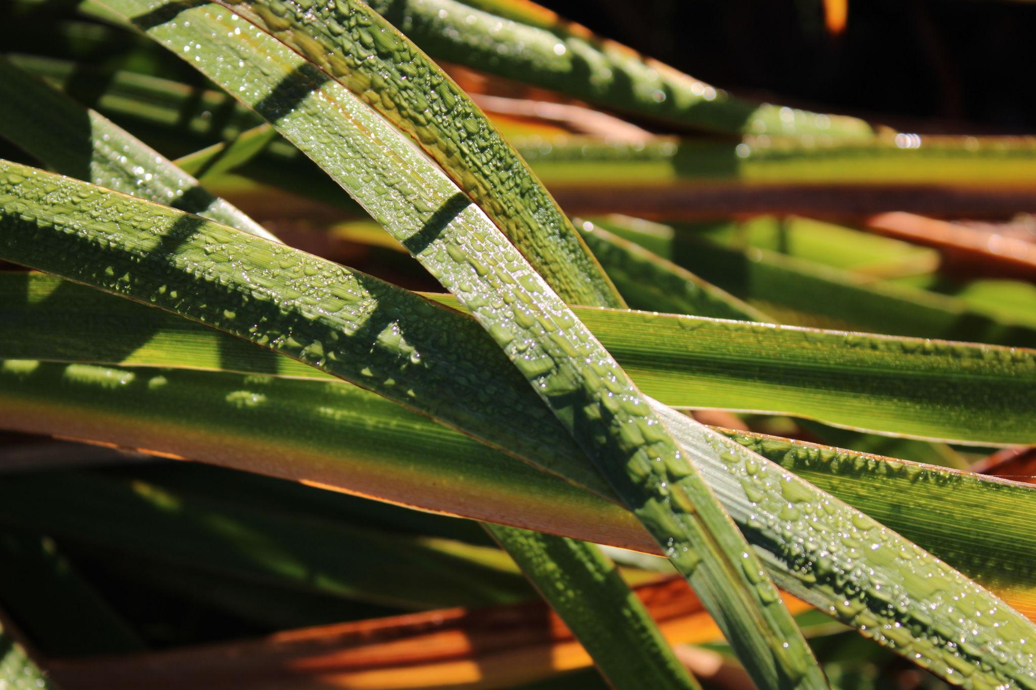 Lomandra Longifolia ‘LM400’ NYALLA® (Nyalla Mat Rush)
