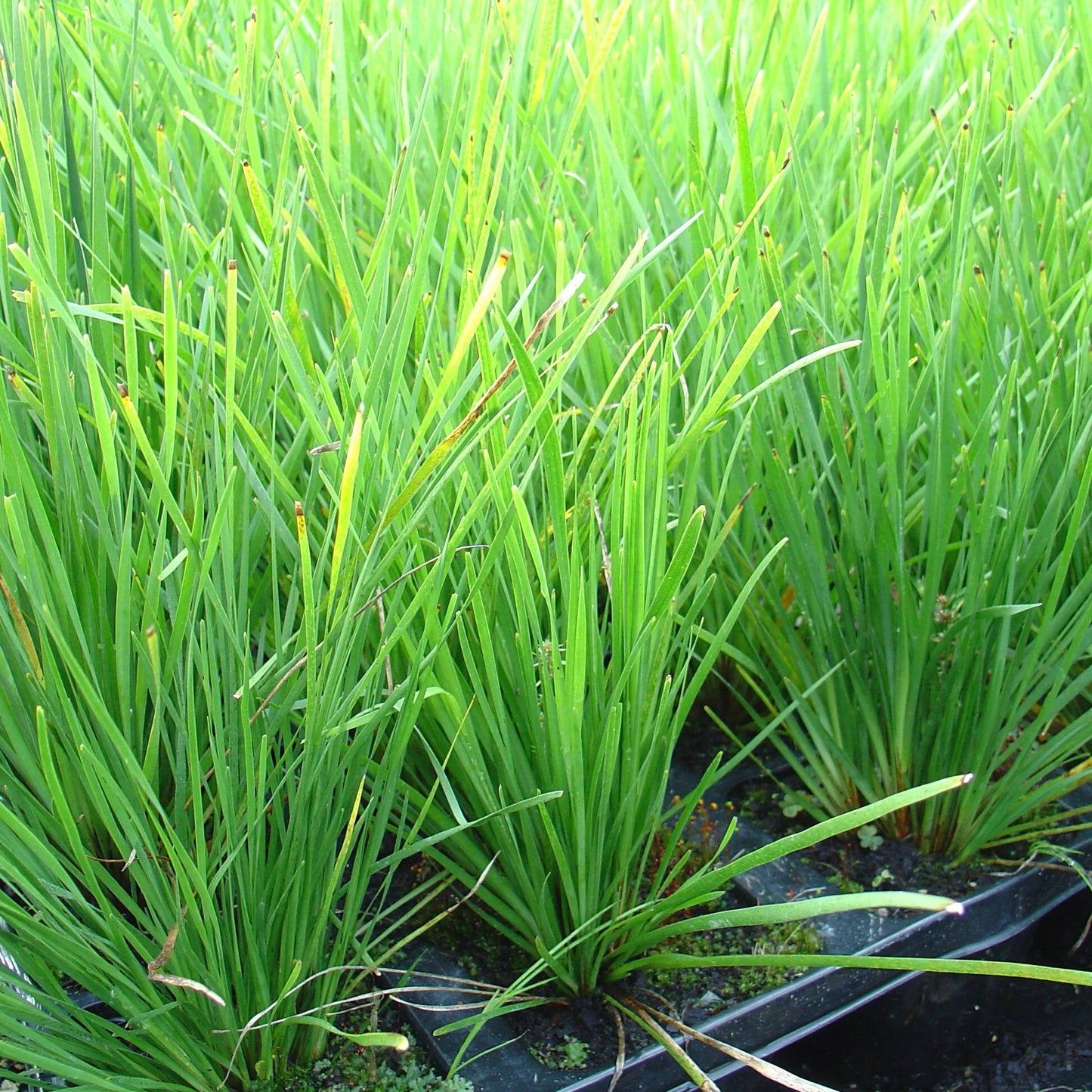 Lomandra Longifolia ‘LM400’ NYALLA® (Nyalla Mat Rush)