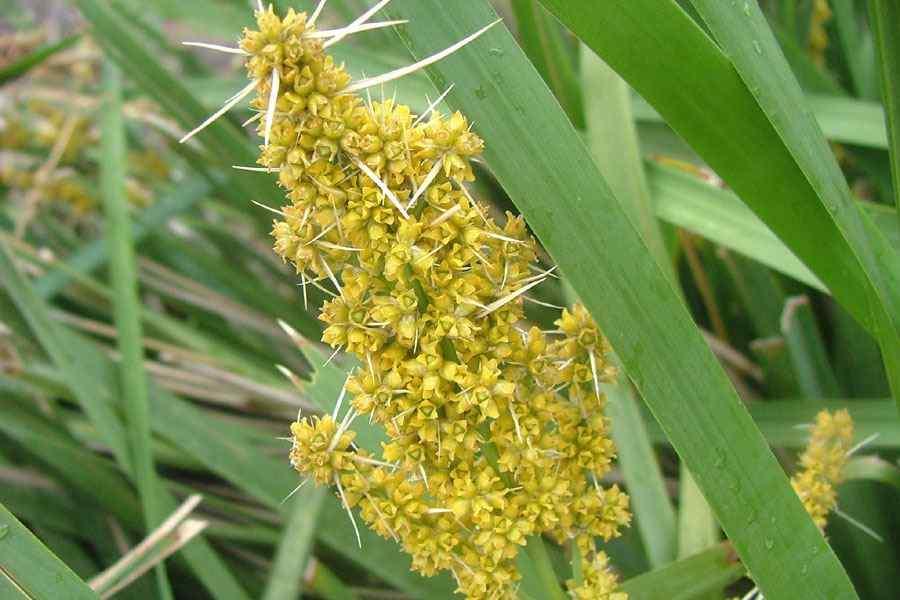 Lomandra Longifolia ‘LM400’ NYALLA® (Nyalla Mat Rush)