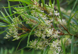 Lomatia myricoides (River Lomatia)