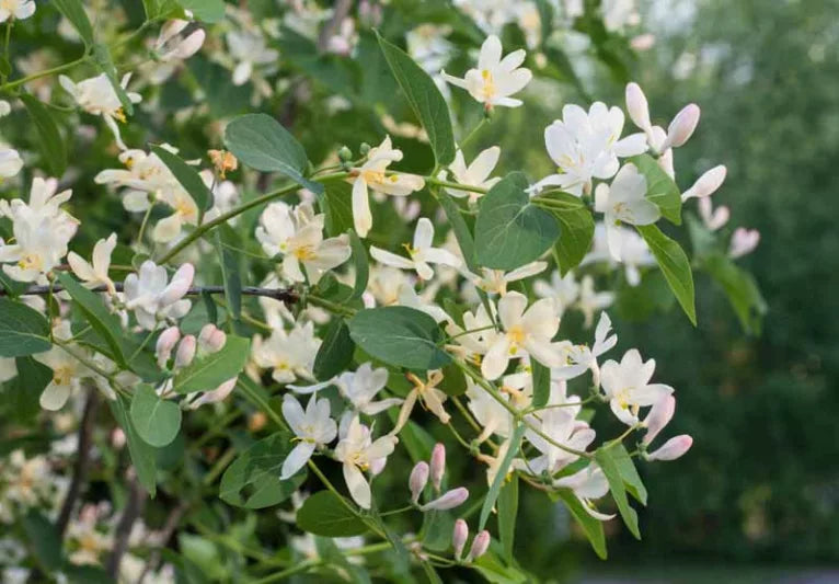 Lonicera × fragrantissima (Winter Honeysuckle)