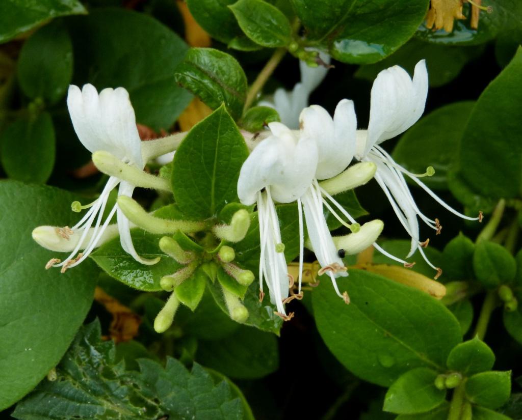 Lonicera Japonica (Japanese Honeysuckle) Tripod
