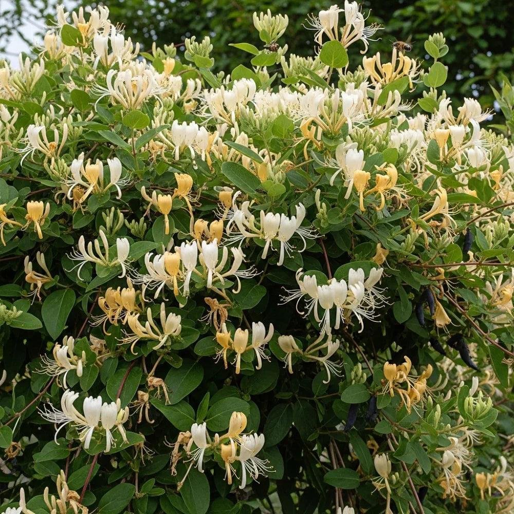 Lonicera Japonica (Japanese Honeysuckle) Tripod