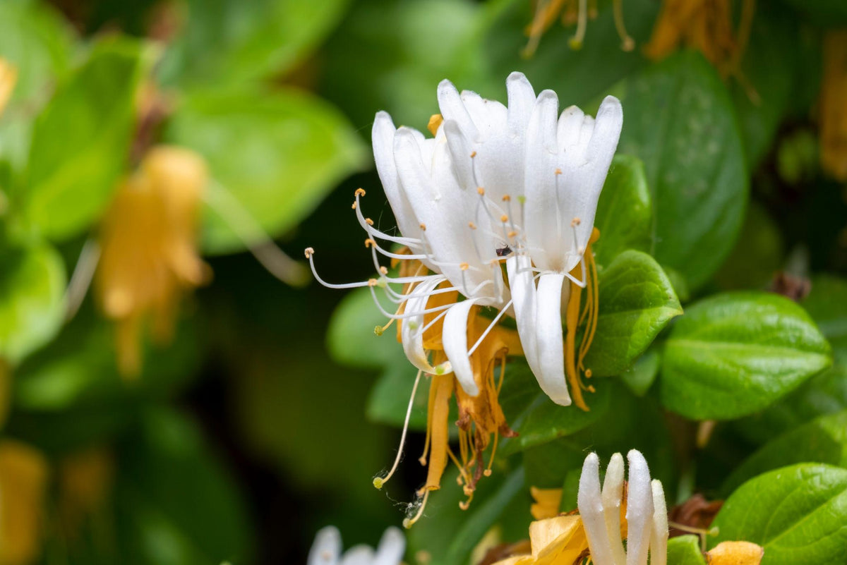Lonicera Japonica (Japanese Honeysuckle) Tripod