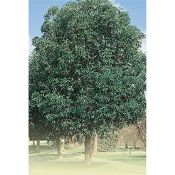 QLD Brush Box – Fast-Growing Tree with Unique Salmon-Coloured Bark ...