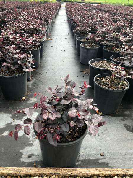 Loropetalum chinense ‘Plum Gorgeous’ (Chinese Fringe Flower ‘Plum Gorgeous’)
