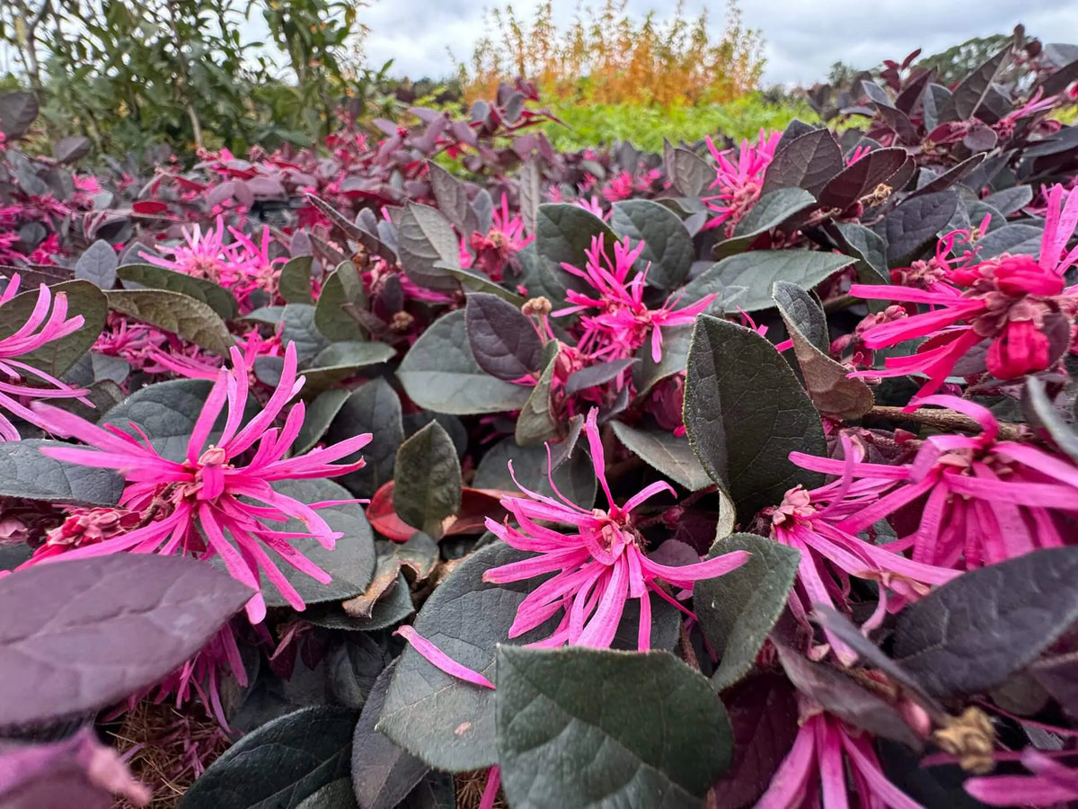 Loropetalum Chinense 'Plum Gorgeous' (Chinese Fringe Flower)