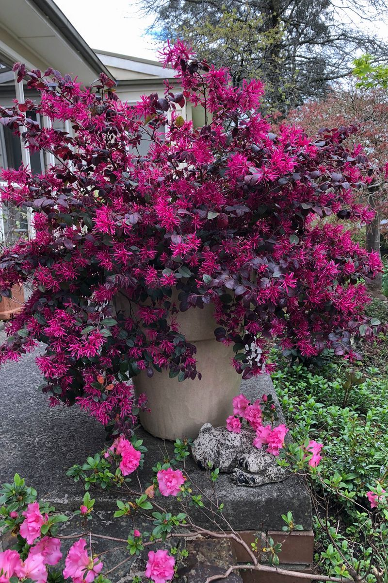 Loropetalum Chinense 'Plum Gorgeous' (Chinese Fringe Flower)