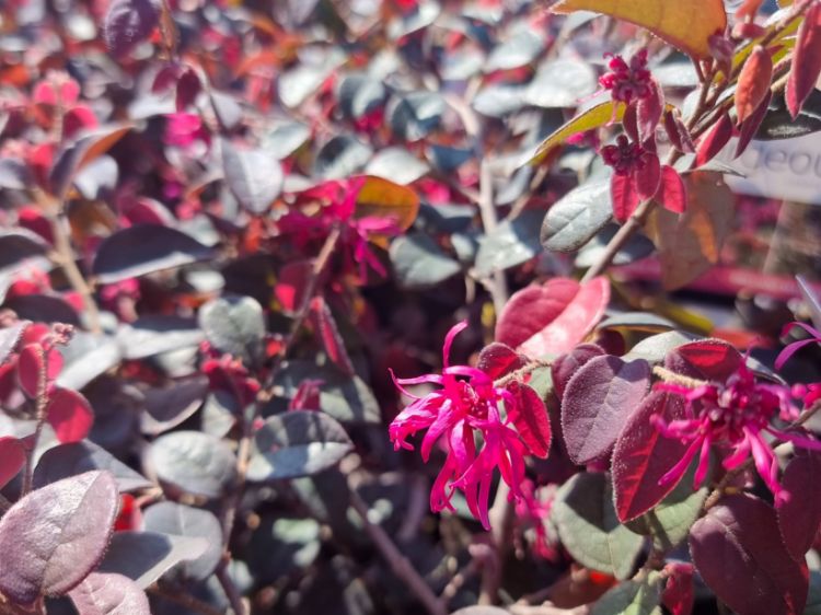 Loropetalum Chinense 'Plum Gorgeous' (Chinese Fringe Flower)