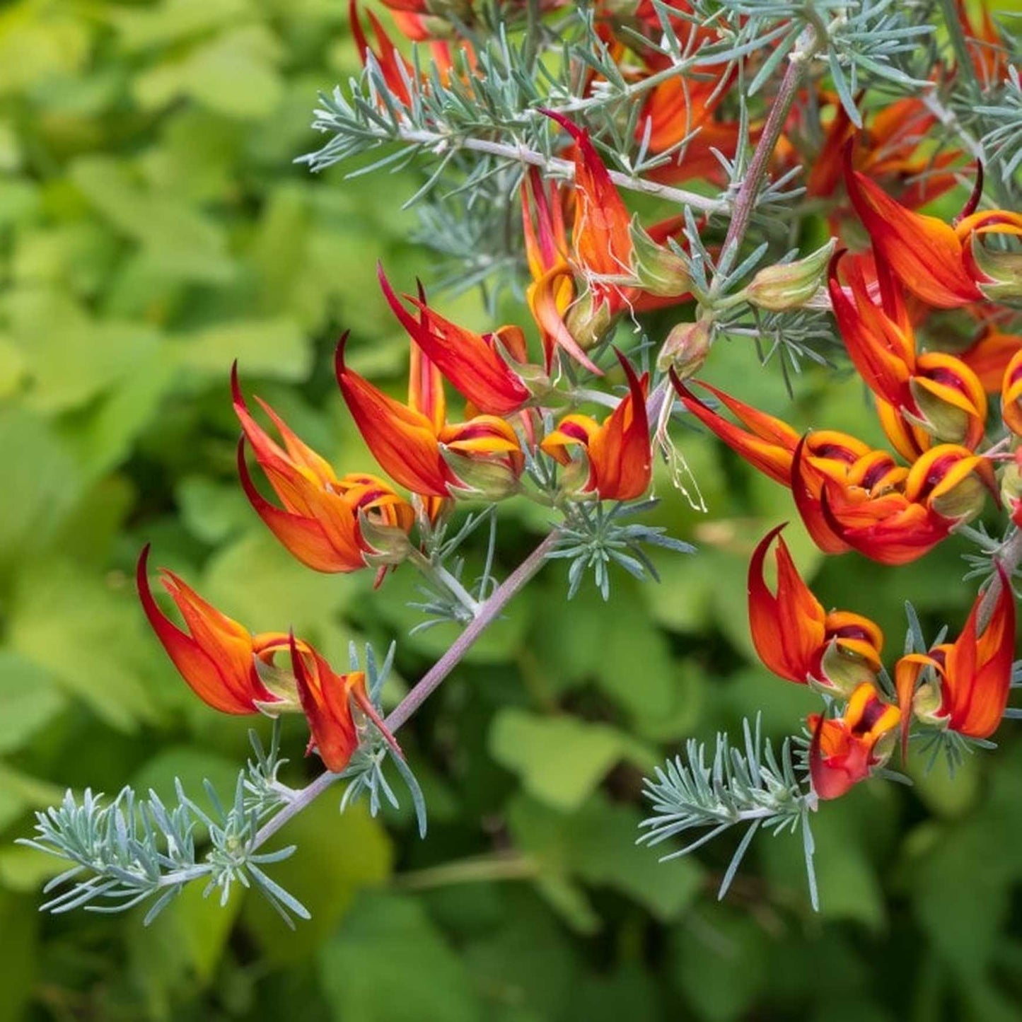 Lotus Berthelotii (Parrot’s Beak)