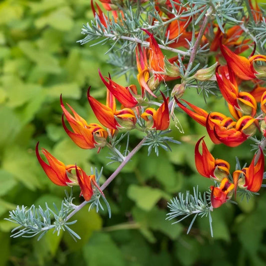Lotus Berthelotii (Parrot’s Beak)