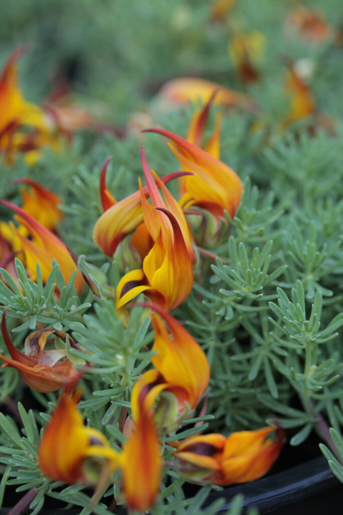 Lotus Berthelotii (Parrot’s Beak)