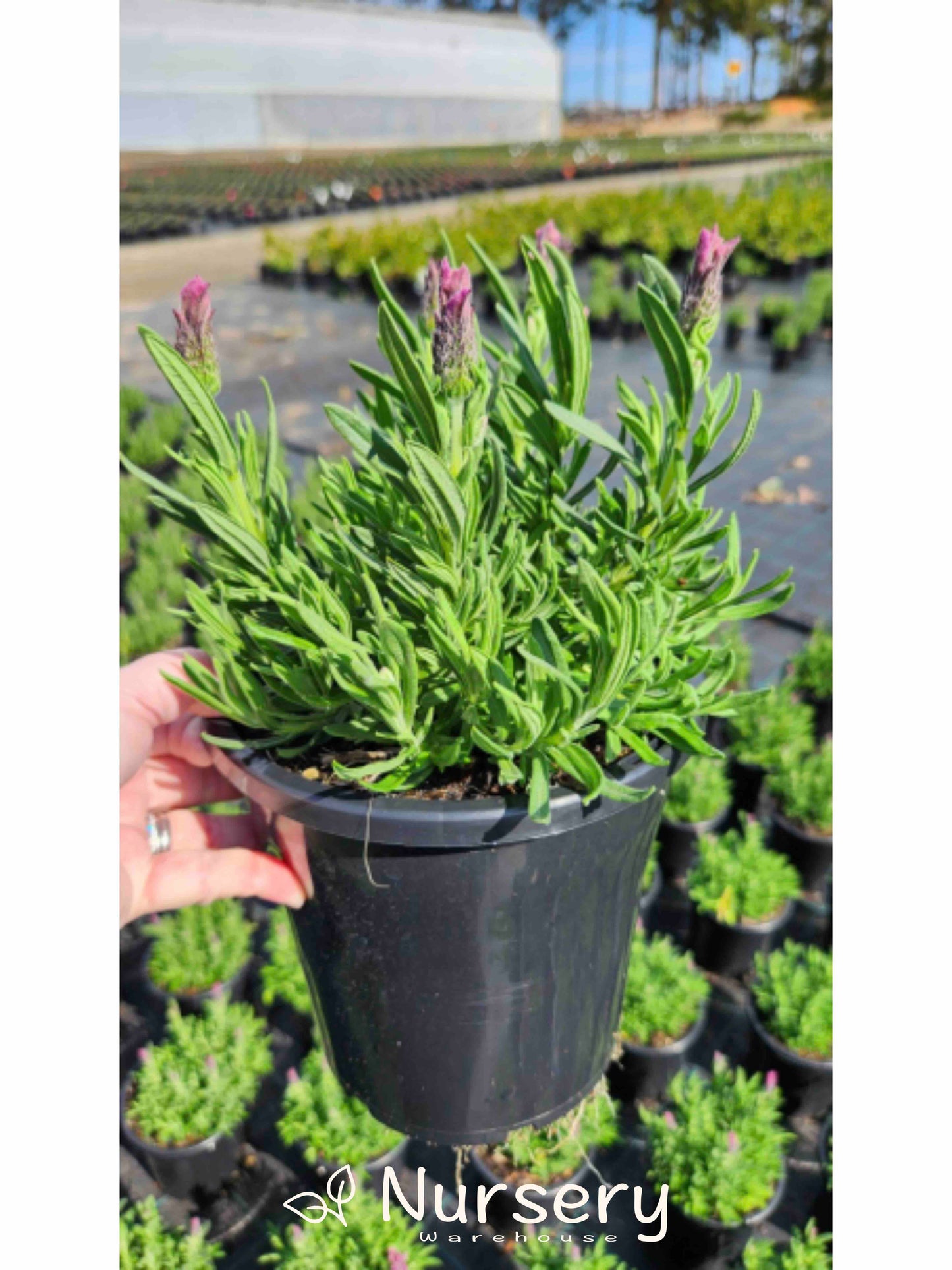 Lavandula Loveheart (Lavender - Loveheart)