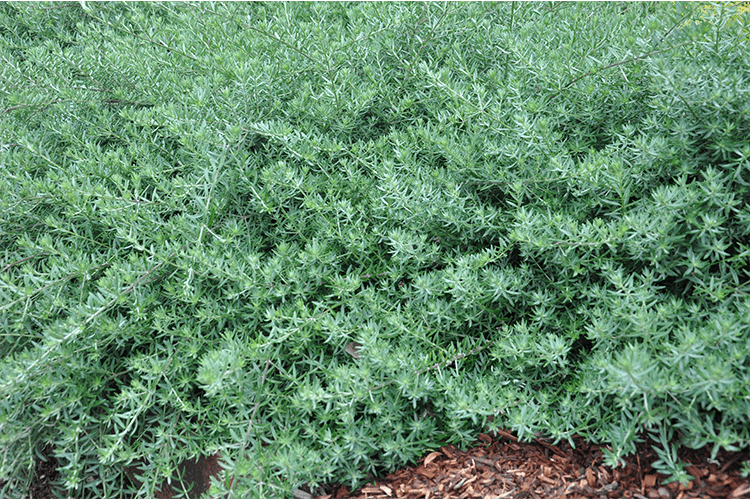 Westringia Fruticosa ‘WES06’ Low Horizon™ (Coastal Rosemary)