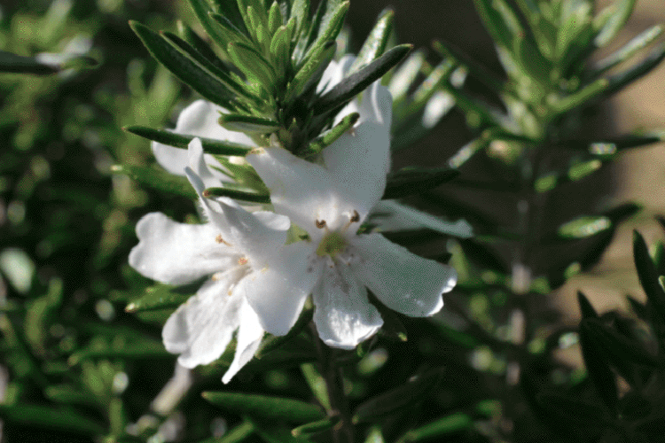 Westringia Fruticosa ‘WES06’ Low Horizon™ (Coastal Rosemary)