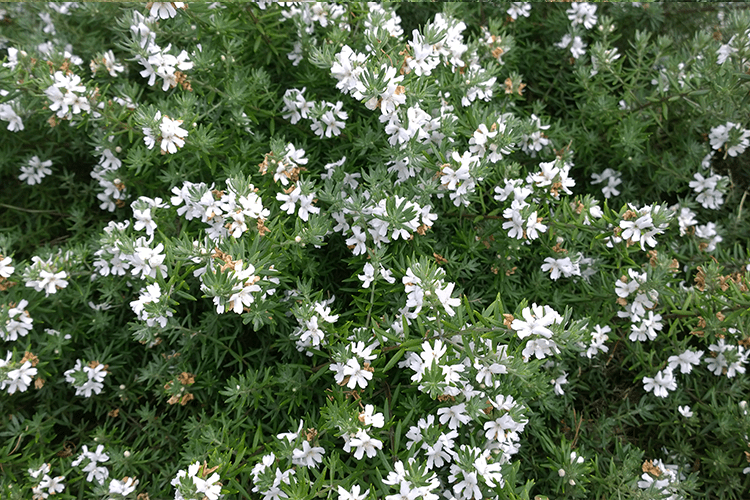 Westringia Fruticosa ‘WES06’ Low Horizon™ (Coastal Rosemary)