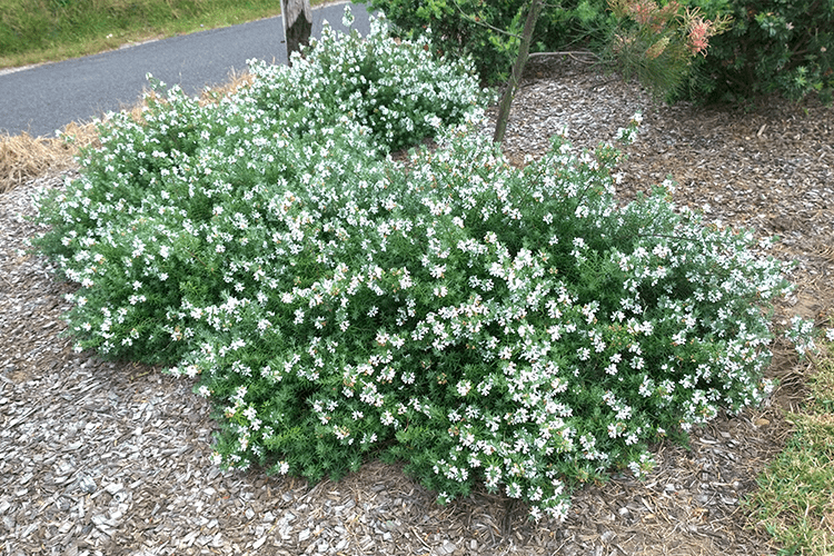 Westringia Fruticosa ‘WES06’ Low Horizon™ (Coastal Rosemary)