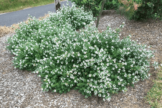 Westringia Fruticosa ‘WES06’ Low Horizon™ (Coastal Rosemary)
