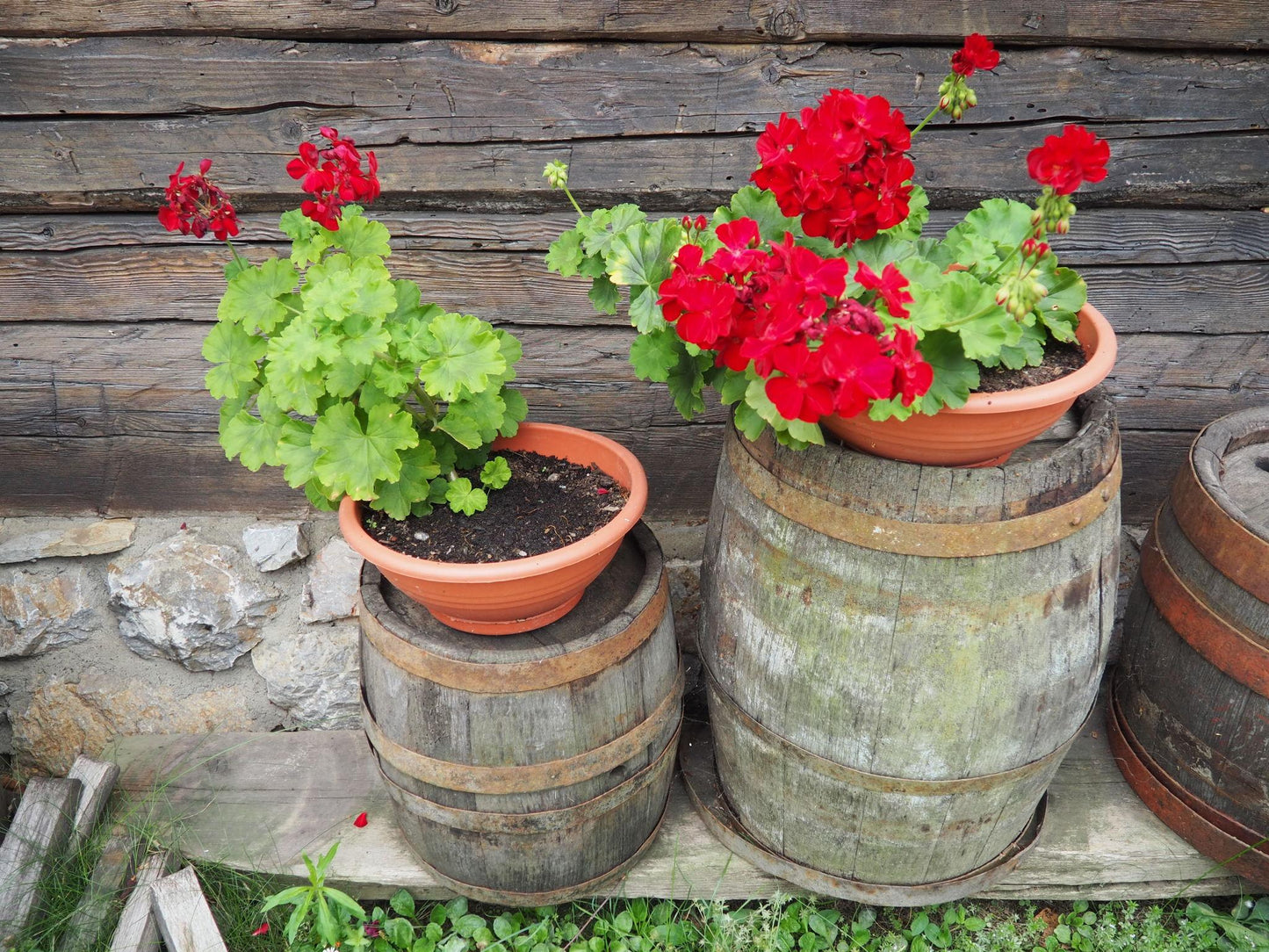 Pelargonium Zonale × Peltatum ‘Big Red Red’