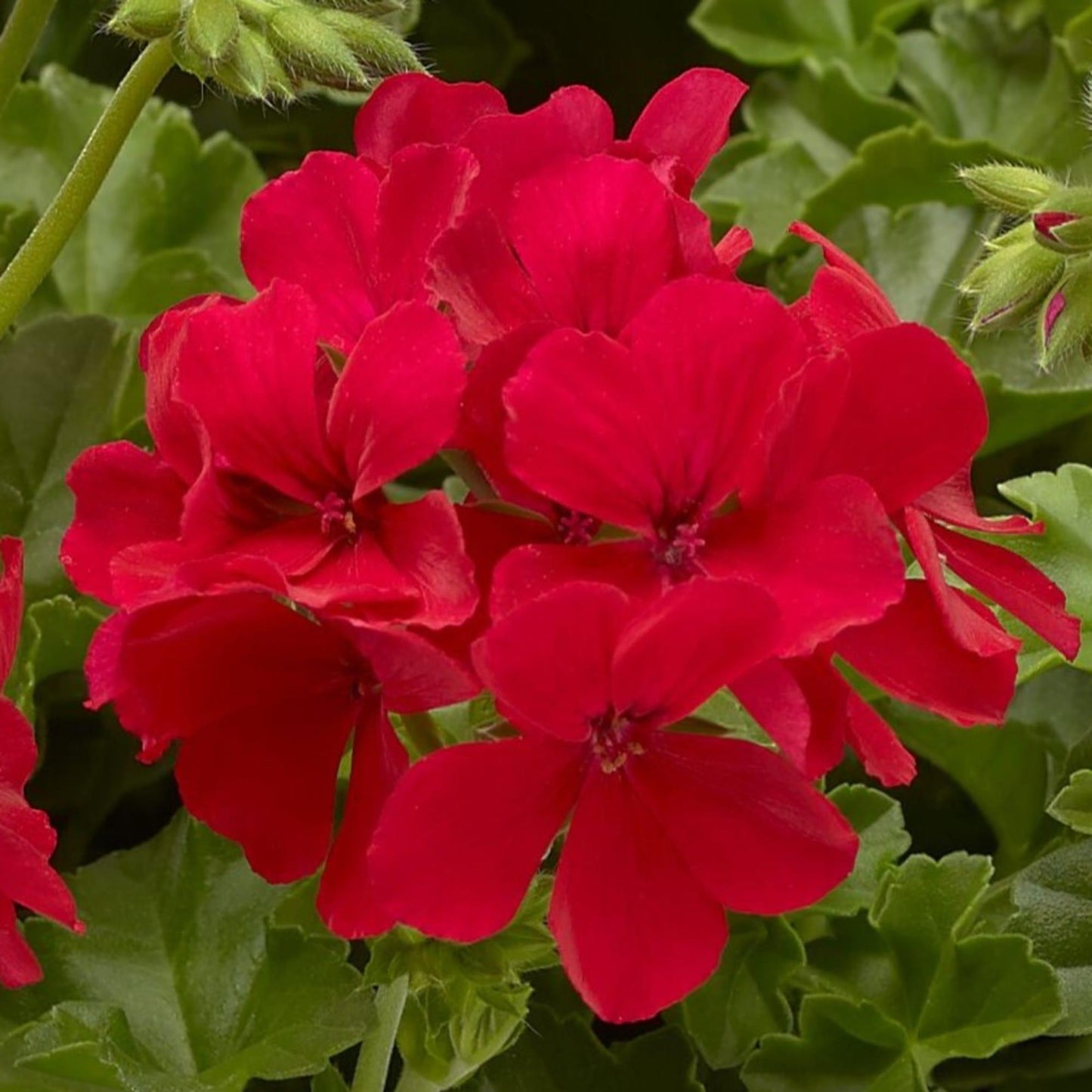 Pelargonium Zonale × Peltatum ‘Big Red Red’
