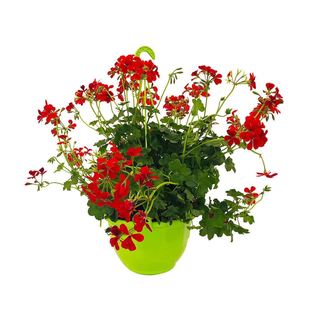 Pelargonium Zonale × Peltatum ‘Big Red Red’