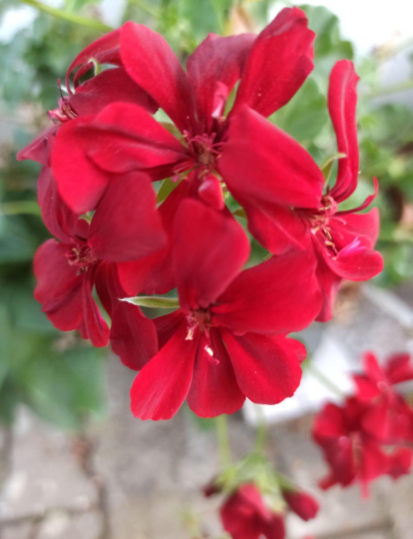 Pelargonium Zonale × Peltatum ‘Big Red Red’