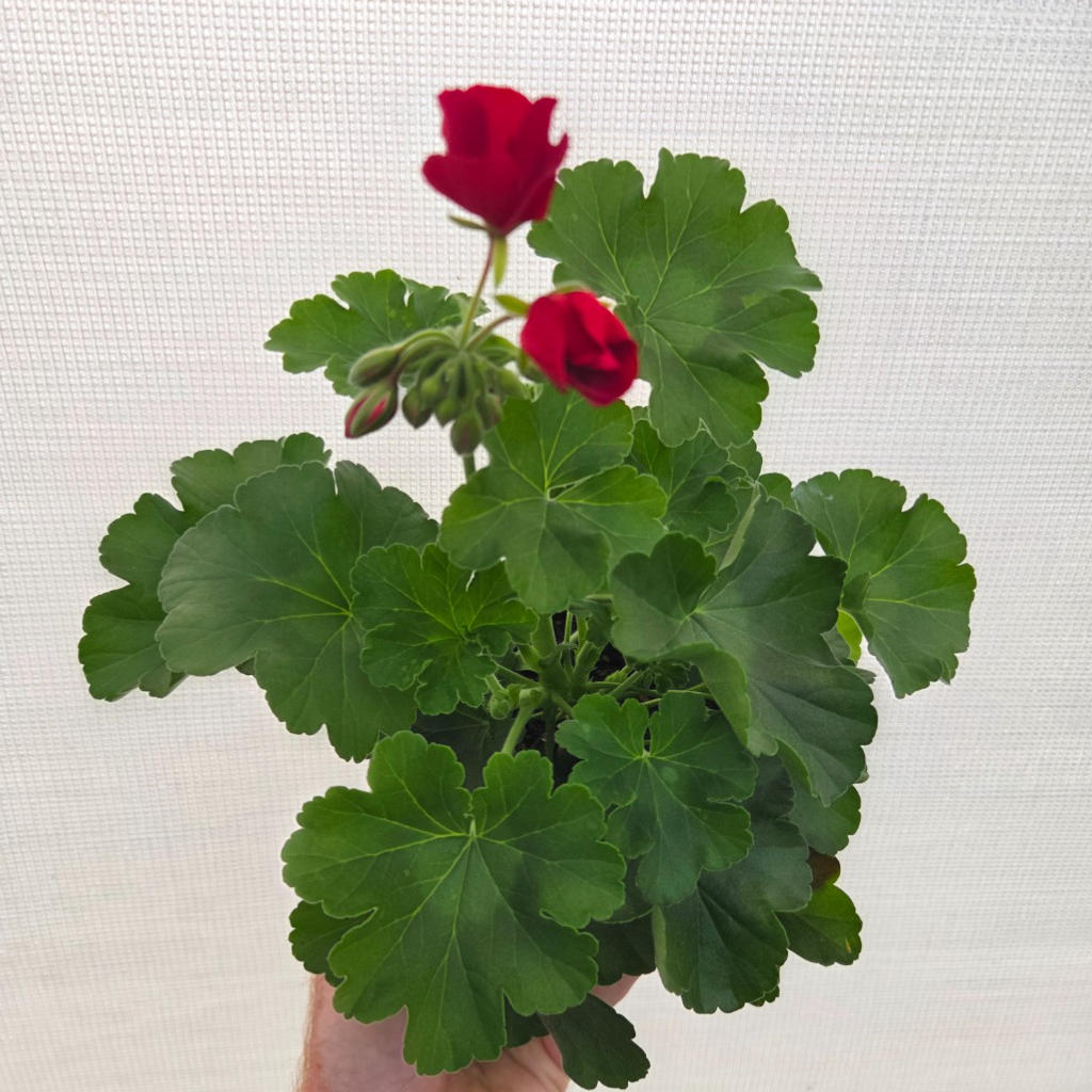 Pelargonium Zonale × Peltatum ‘Big Red Red’