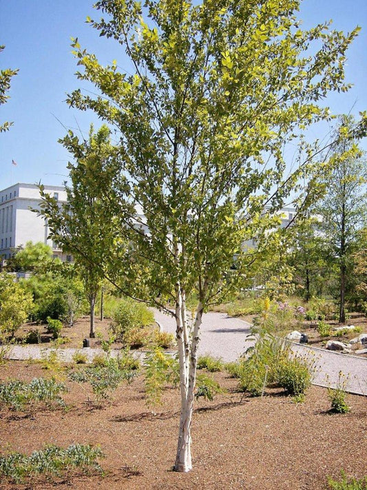 Betula Nigra 'BNMTF' Dura Heat™ Multi-Planted (Dura Heat River Birch)