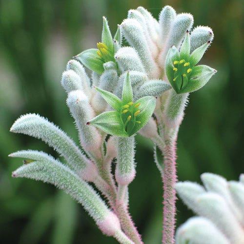 Anigozanthos Hybrida ‘Bush Diamond’ (Bush Diamond Kangaroo Paw)