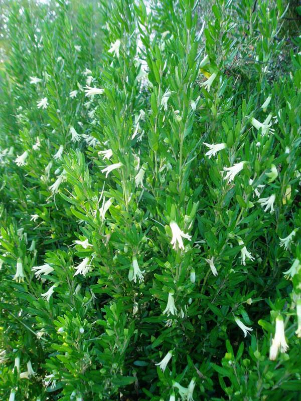Correa Glabra ‘Prostrate’ (Prostrate Rock Correa)