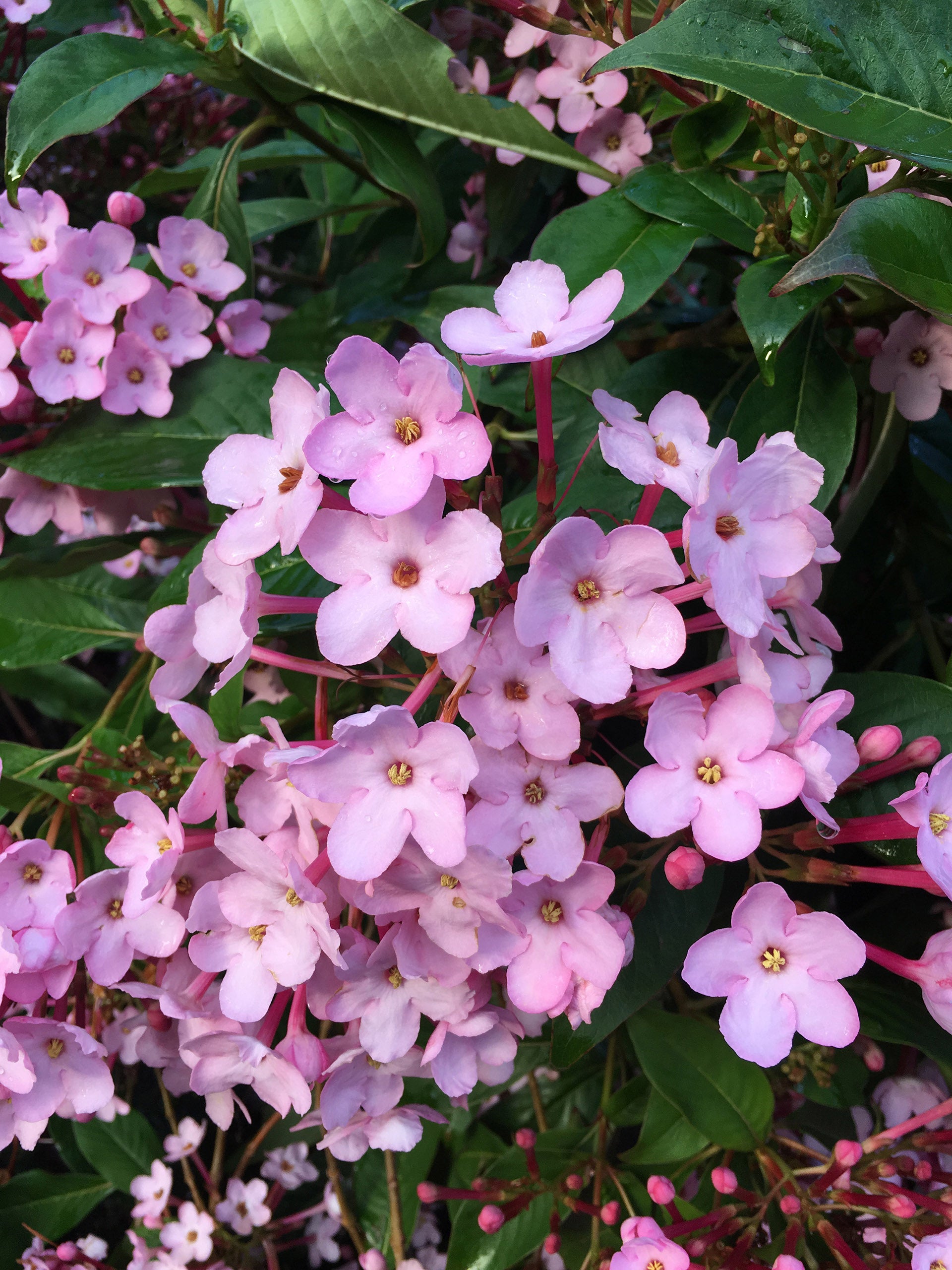 Luculia gratissima ‘Early Dawn’ (Luculia)