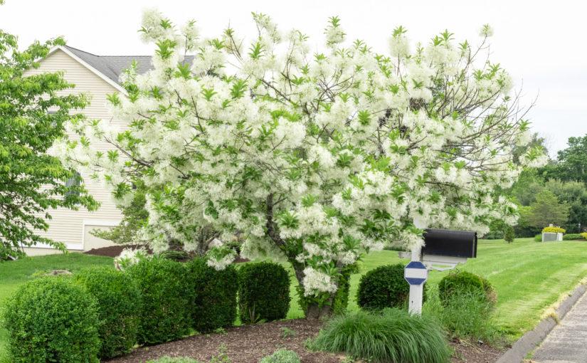 Chionanthus Virginicus (White Fringe Tree)