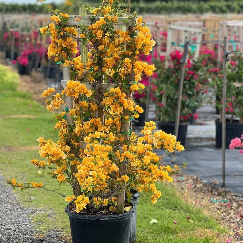 Bougainvillea ‘Thai Gold’ (Thai Gold Bougainvillea)
