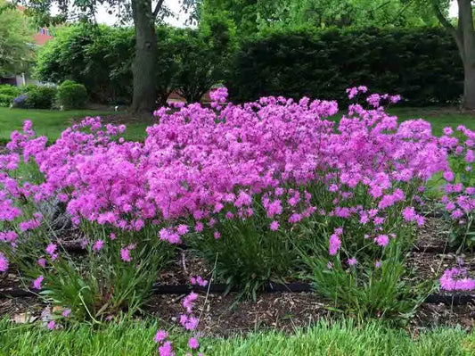 Lychnis Flos-Cuculi 'Petite Jenny' (Petite Jenny Ragged Robin)