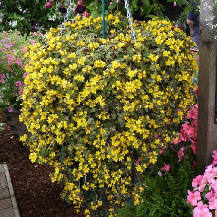Lysimachia Congestiflora 'Midnight Sun' (Creeping Loosestrife)