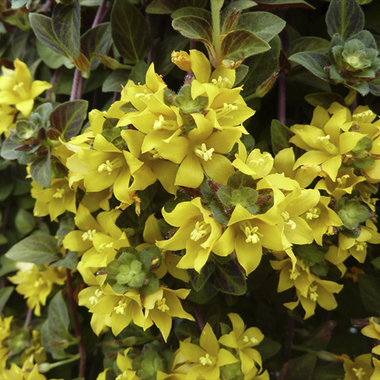 Lysimachia Congestiflora 'Midnight Sun' (Creeping Loosestrife)