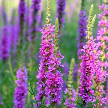 Lythrum Salicaria (Purple Loosestrife)