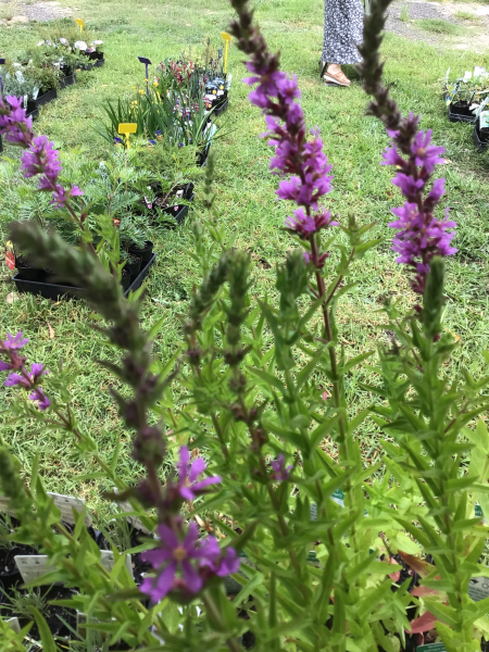 Lythrum Salicaria (Purple Loosestrife)