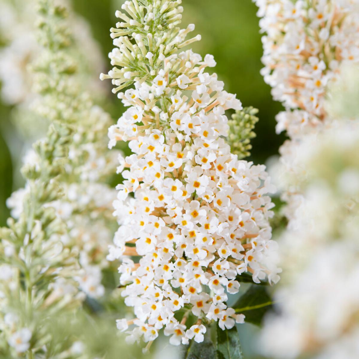 Buddleja davidii ‘Buzz® Ivory’ (Dwarf Butterfly Bush)