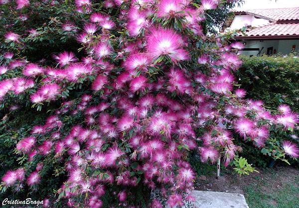 Calliandra Brevipes (Pink Powder Puff)