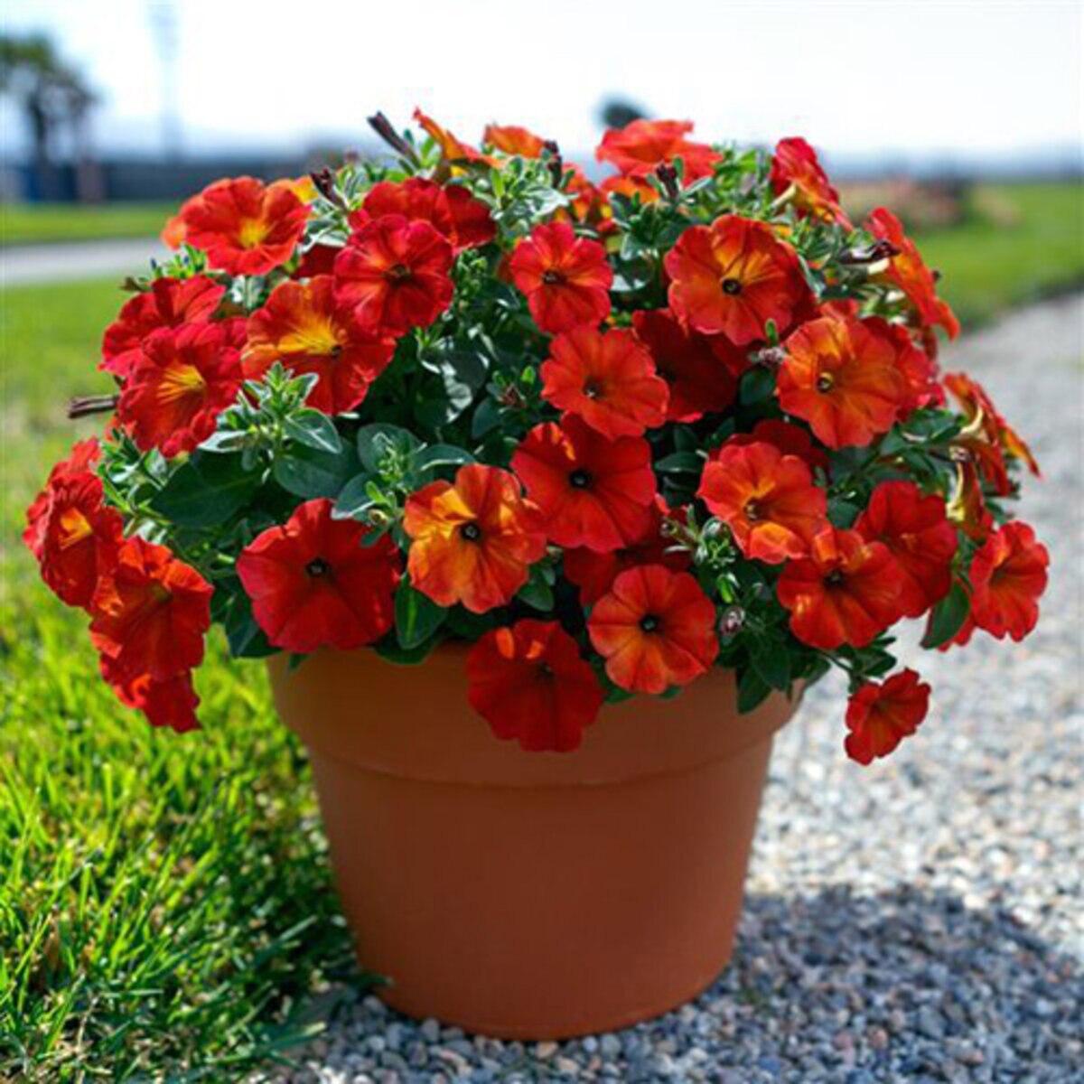 Petchoa SuperCal® Premium ‘Red Maple’ (Red Maple Petchoa)