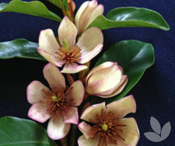 Magnolia ‘Parcleo’ Paradise® Princess Cleopatra (Magnolia)