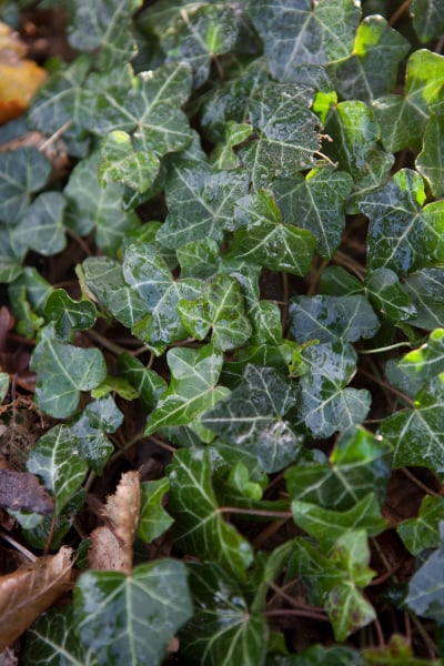Hedera helix (Ivy)