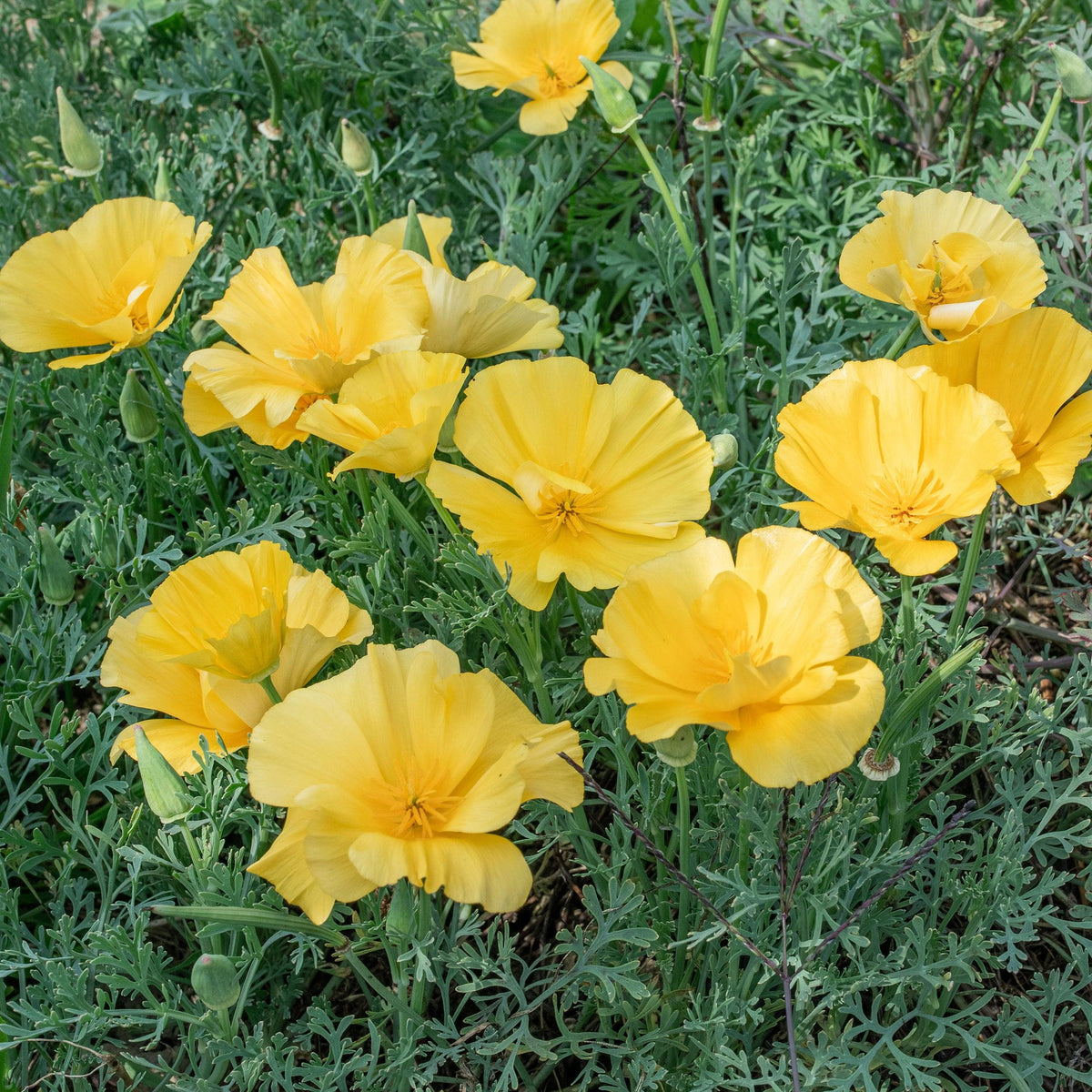 Eschscholzia Californica 'Lemon Drop' (California Poppy Lemon Drop)