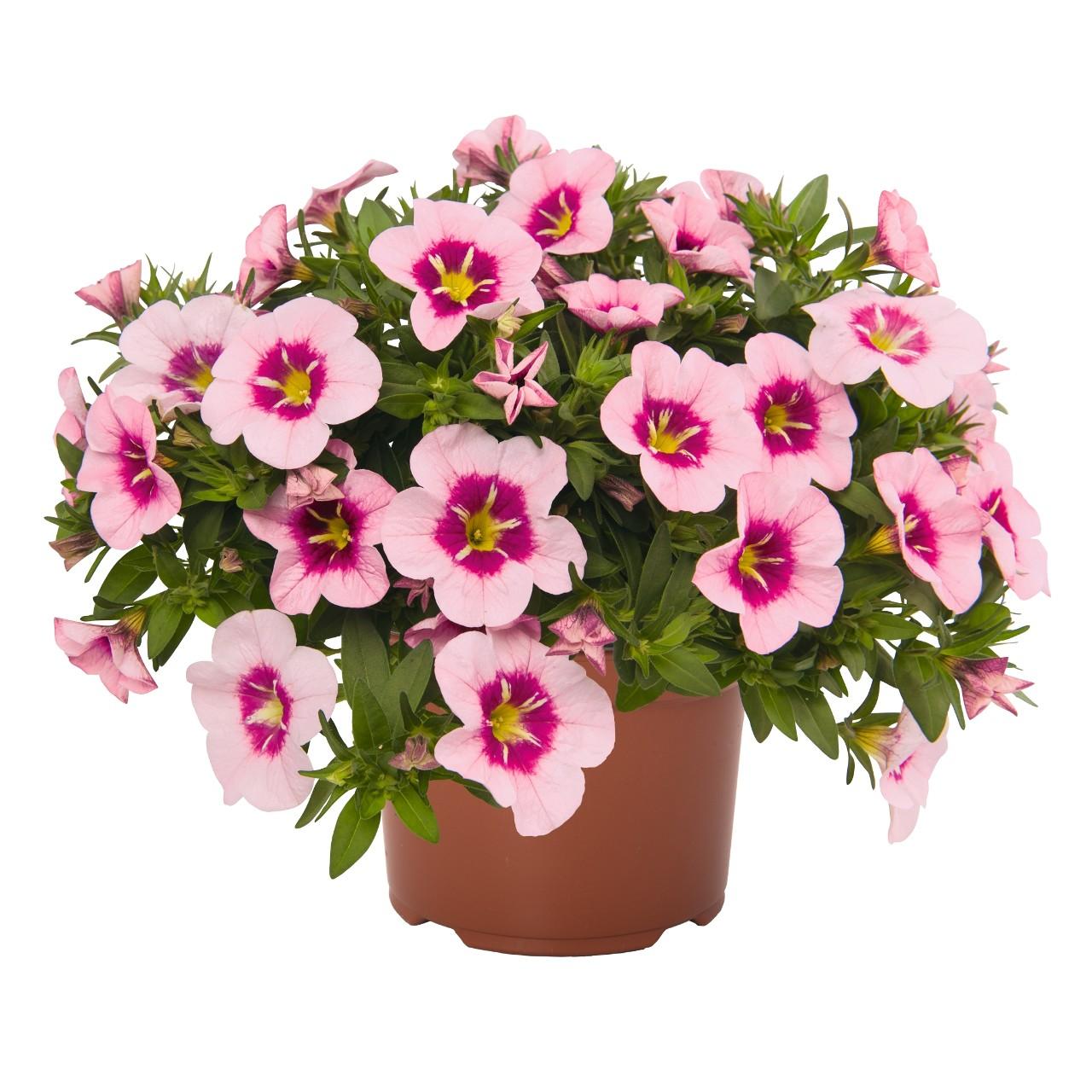 Calibrachoa ‘Bloomtastic Blossoms’ (Bloomtastic Million Bells)